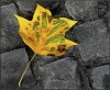 Golden Autumn Leaf